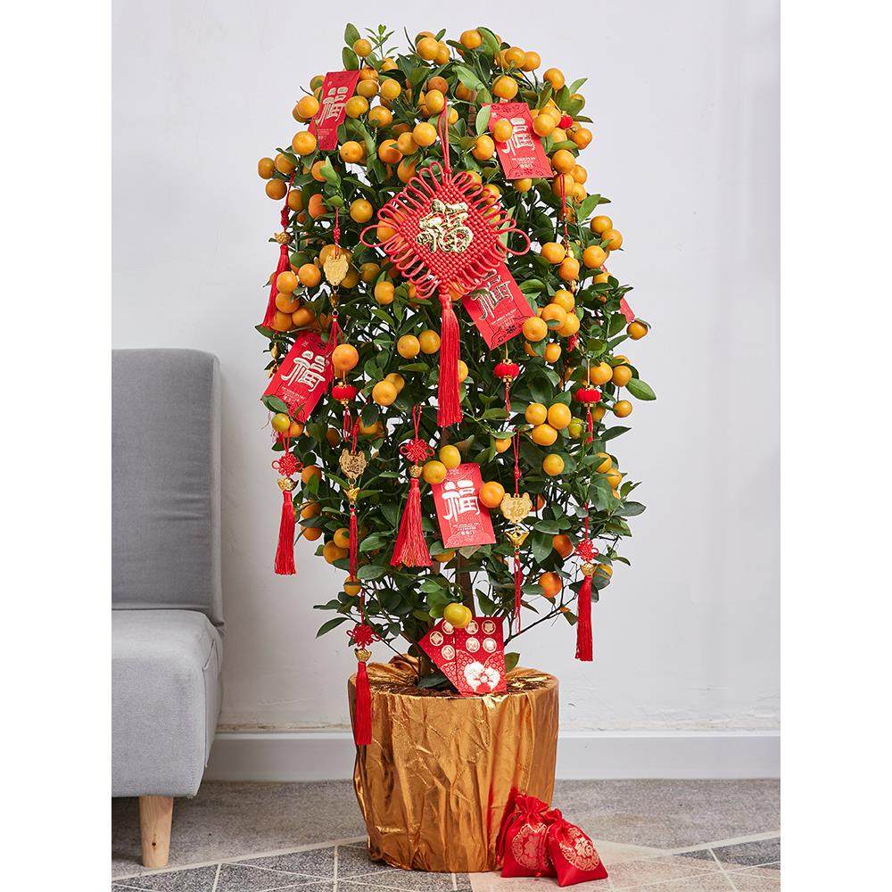 年桔金桔树盆栽带果年宵花绿植新年开业大型朱砂橘客厅招财四季桔,淘宝优惠券,粉丝福利购,淘宝优惠卷