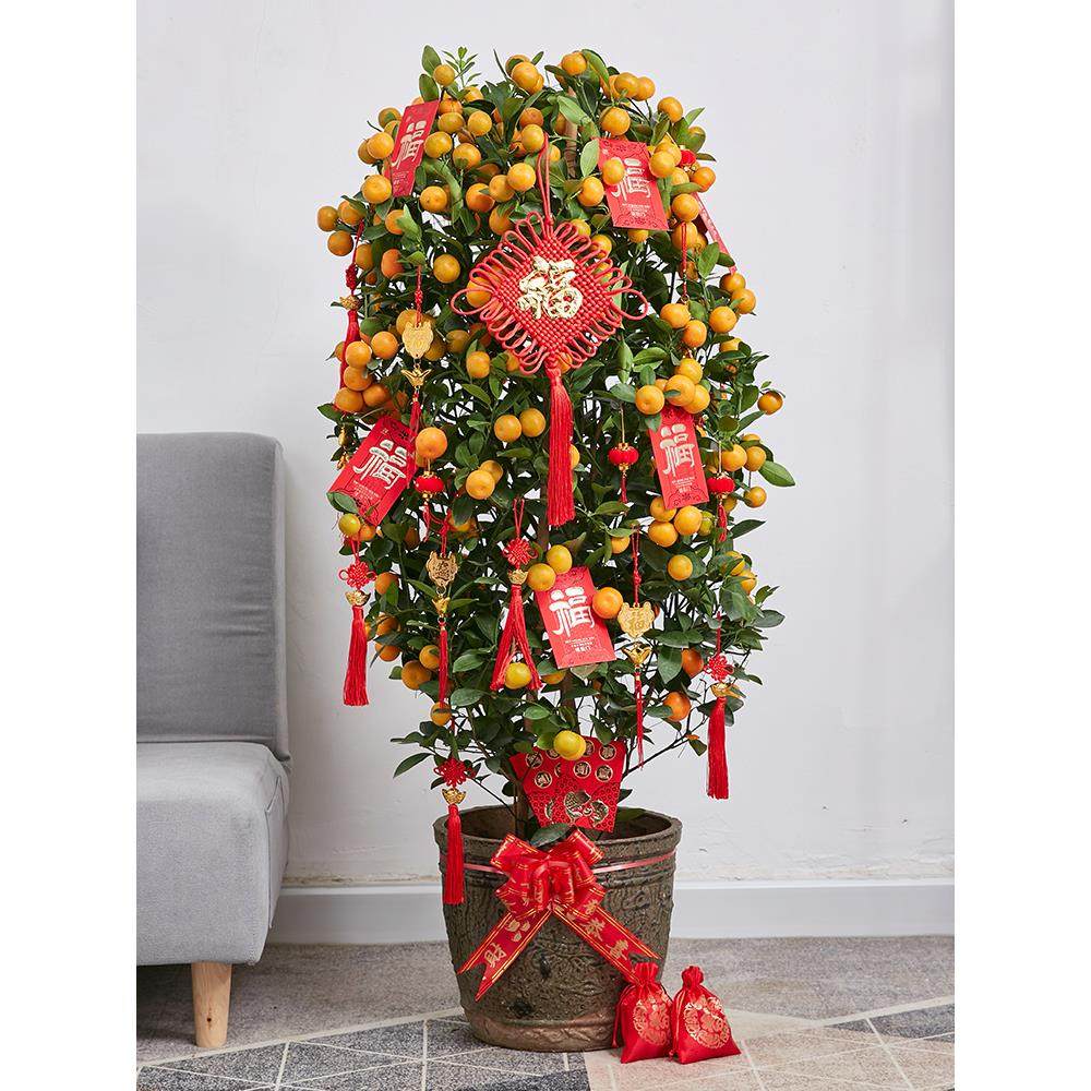年桔金桔树盆栽带果年宵花绿植新年开业大型朱砂橘客厅招财四季桔,淘宝优惠券,粉丝福利购,淘宝优惠卷