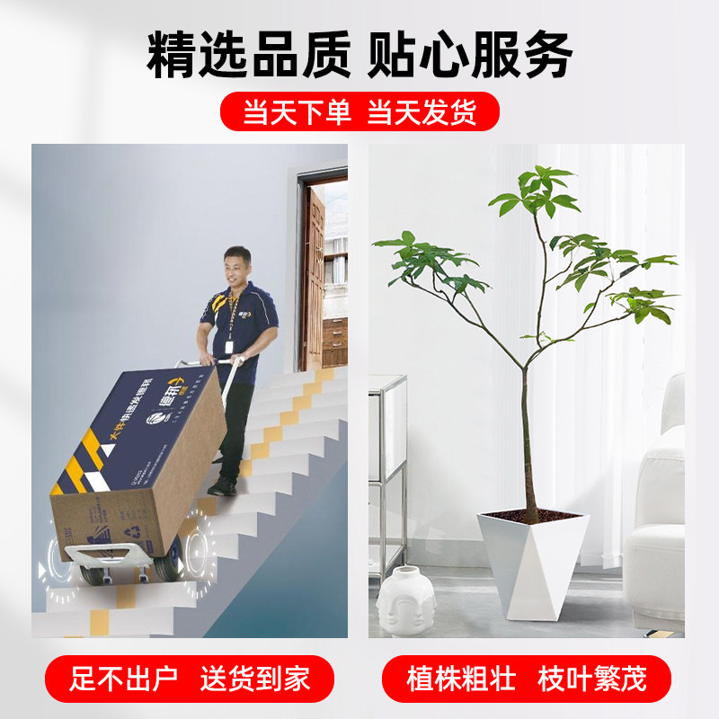 造型原财树客厅大盆栽发财树苗老桩型绿植办公室旺宅净化空气,淘宝优惠券,粉丝福利购,淘宝优惠卷