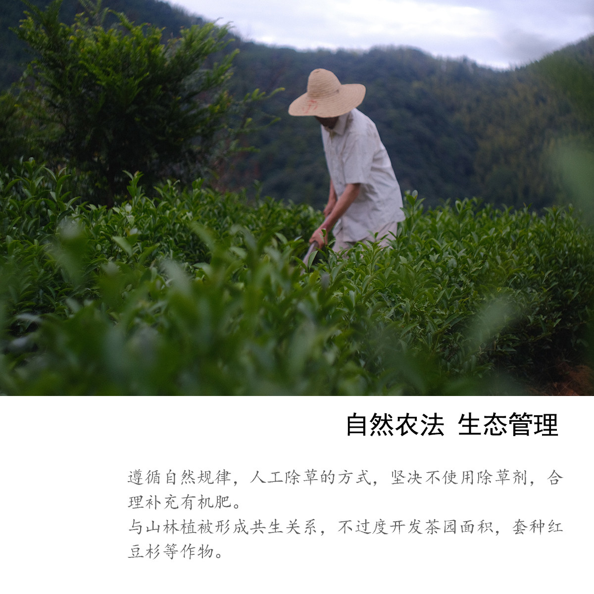 武夷山正岩肉桂岩茶特级正宗高山生态大红袍花香罐装250g功夫散茶,淘宝优惠券,粉丝福利购,淘宝优惠卷