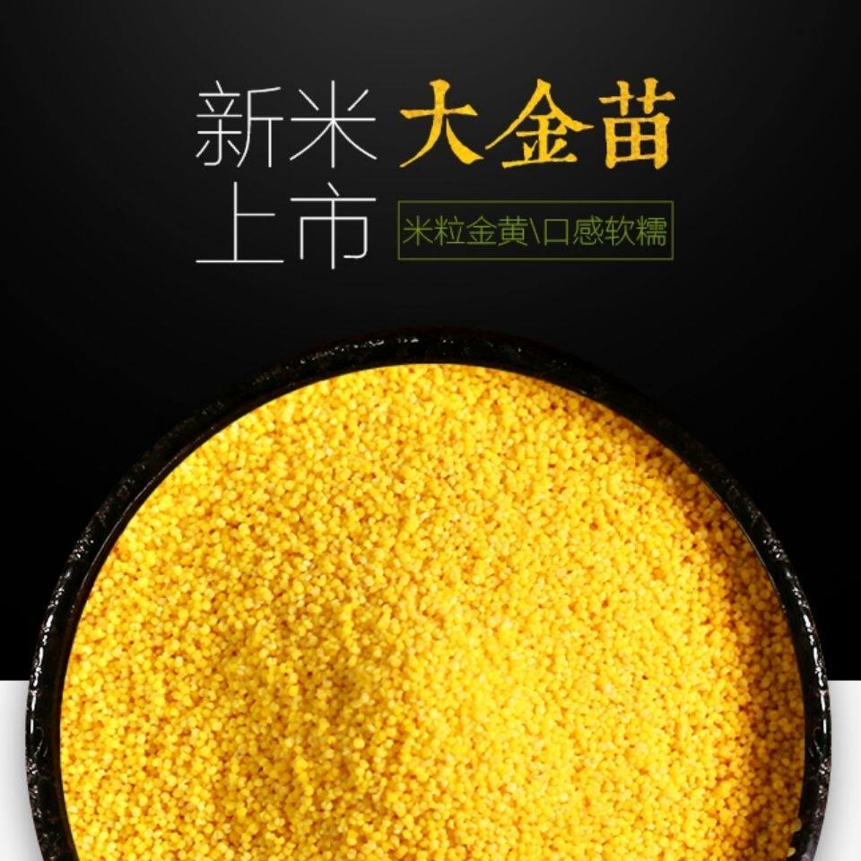 福润东方黄小米5斤内蒙农家杂粮 画迈食品小米