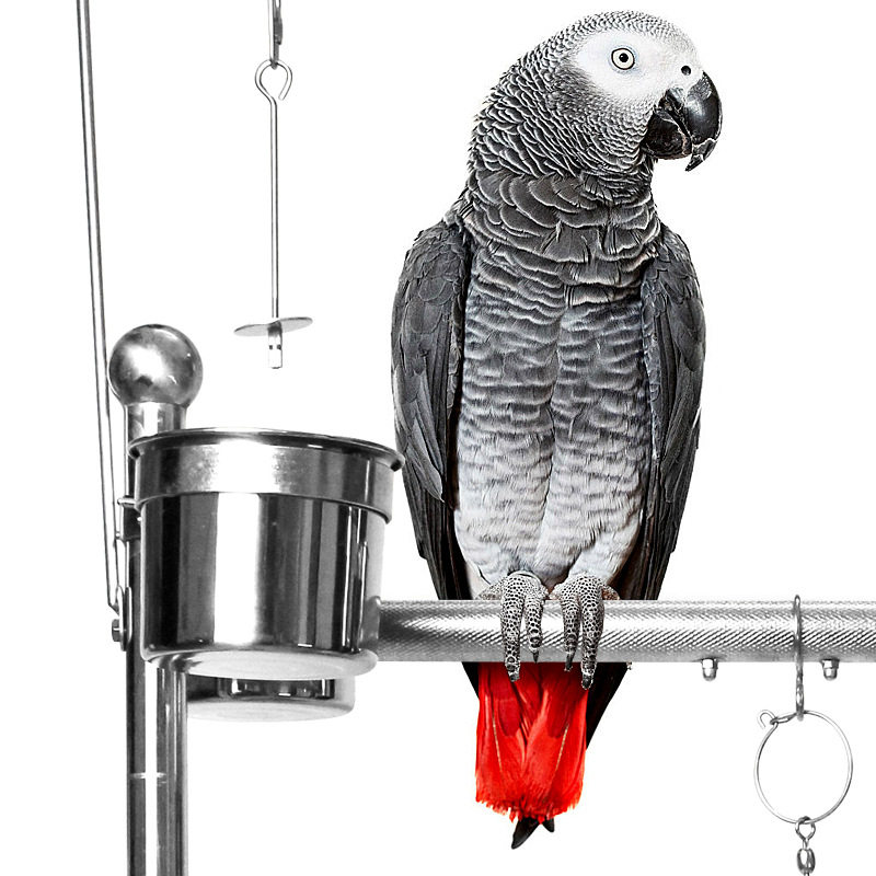 不锈钢鹦鹉鸟架宠物鸟栖息架站架鸟类架子观赏鸟架小鸟脚链脚环,淘宝优惠券,粉丝福利购,淘宝优惠卷
