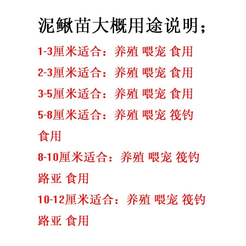 台湾泥鳅钓鱼苗本地青鳅金鳅鲜活筏钓鱼养殖淡水乌龟龙鱼宠物饲料 - 图2