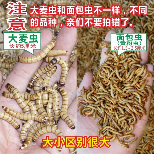 大麦虫活虫黄粉虫面包虫金银龙鱼观赏鱼饲料乌龟刺猬画眉鸟食包邮