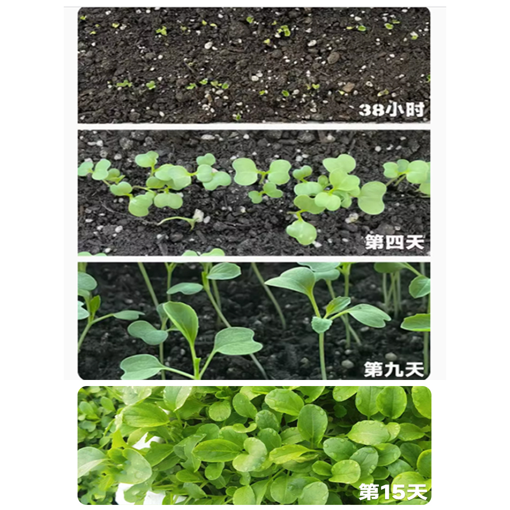 四季鸡毛菜菜籽种上海青菜种籽大全油麦菜种子白菜速生小青菜种孑 - 图0