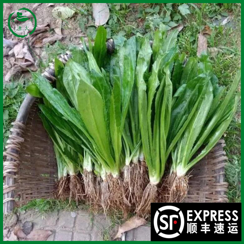 带根】2斤可种植现挖野生傣味大芫荽大香菜缅甸刺芹刺洋芫荽新鲜