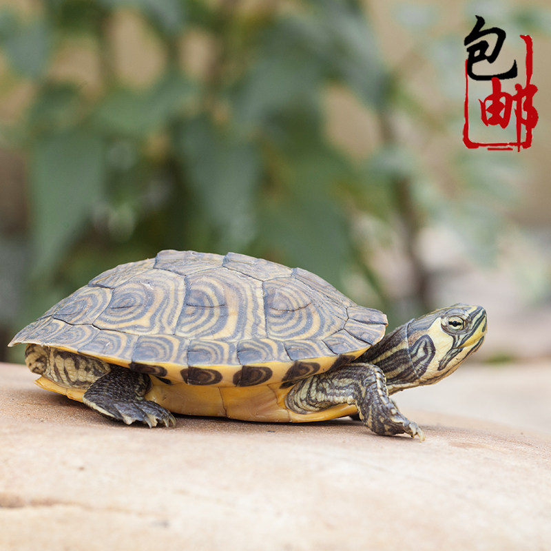 黄耳龟活物小乌龟苗家养宠物龟火焰龟巴西龟活体招财龟深水观赏龟,淘宝优惠券,粉丝福利购,淘宝优惠卷