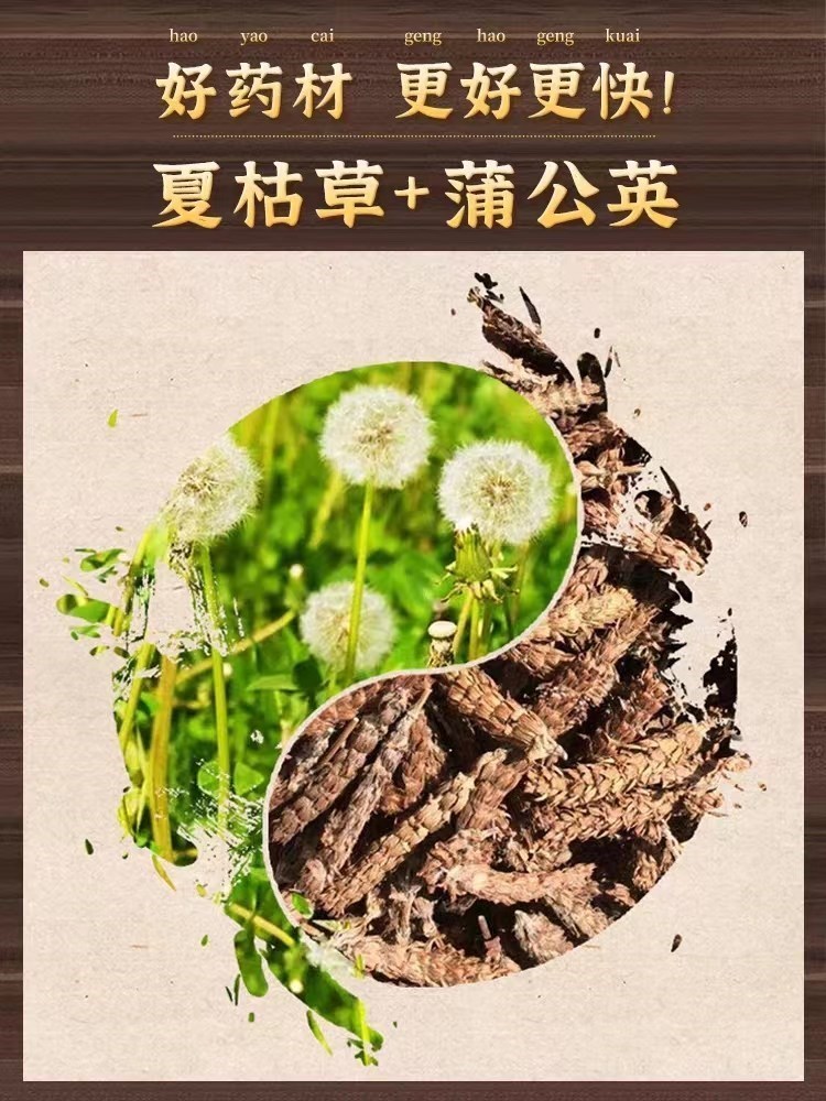 香港中医研究所夏枯草猫爪草清香蒲公英茶清热降火护肝甄选原料