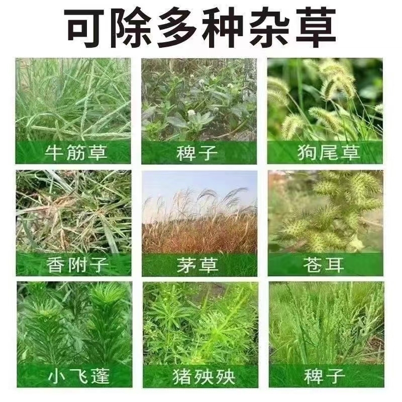 灭树针粉颗粒剂杂竹杂草杂木灌木烂根粉一扫光荒地除草木竹草除根 - 图1