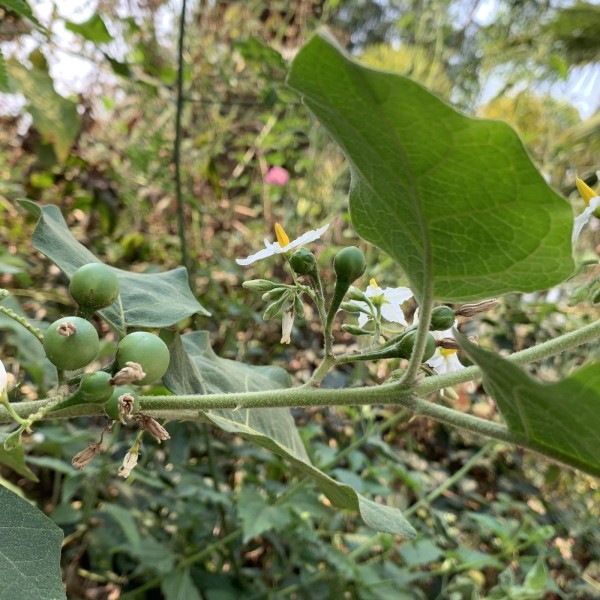 云南建水野生苦子新鲜小苦子果苦茄撒苤苦水苦果油煎金纽扣山颠茄 - 图1