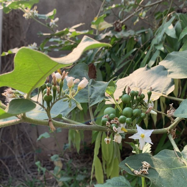 云南建水野生苦子新鲜小苦子果苦茄撒苤苦水苦果油煎金纽扣山颠茄 - 图2