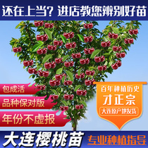 Carpeter tree saplings Dalian cherry trees Courtyard Fruit Trees South North Planting Potted Plants to plant beauty early cherry seedlings