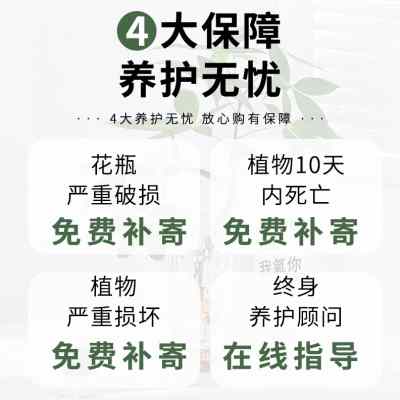 发财树水培植物盆栽室内好养绿植花卉客厅办公室水养净化空气花草 - 图2