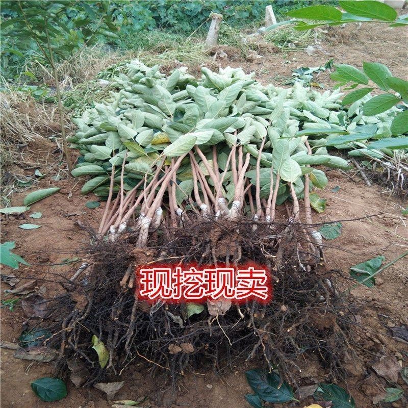 正宗吊红柿子树苗 磨盘柿子苗嫁接柿苗地栽苗 红灯笼柿苗当年结果 - 图3