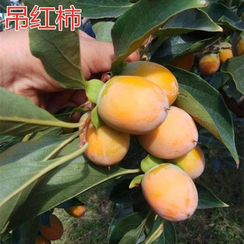 正宗吊红柿子树苗 磨盘柿子苗嫁接柿苗地栽苗 红灯笼柿苗当年结果 - 图0