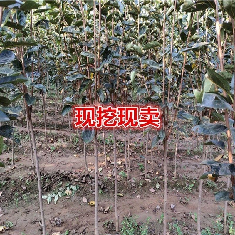 正宗吊红柿子树苗 磨盘柿子苗嫁接柿苗地栽苗 红灯笼柿苗当年结果 - 图2