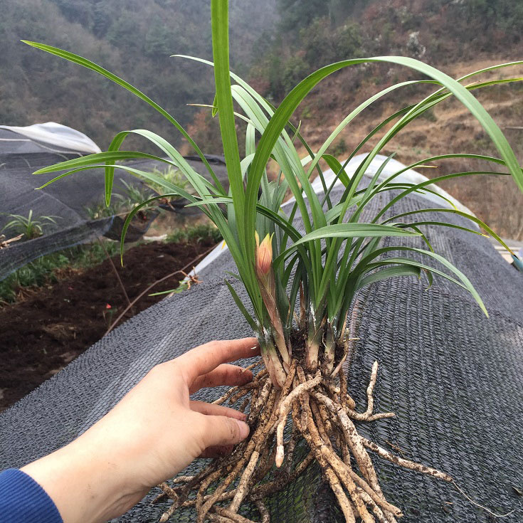 浙江精选春兰浓香型花卉室内懒人植物好养活盆景 - 图0