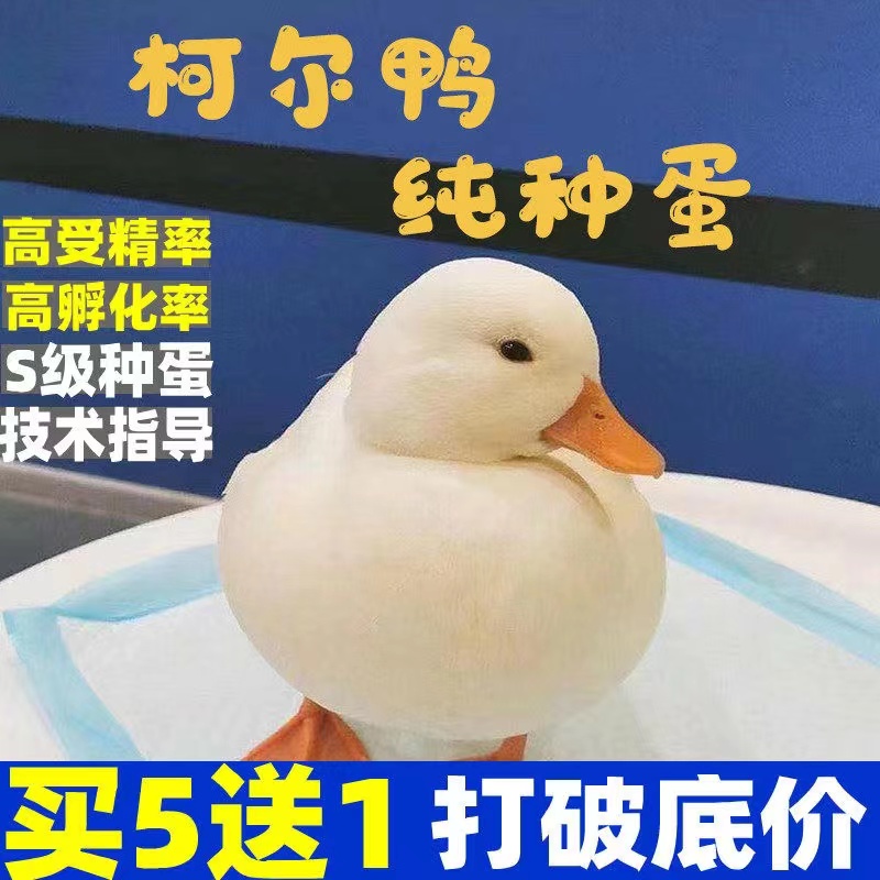 宠物鸭柯尔鸭活物网红鸭子活苗小黄鸭可达鸭科尔鸭幼仔学生好养活-图0