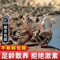 The Farmhouse Scattered Old Hemp Duck Saucepan Soup For Two Years Three Years Old Duck Live Shipping