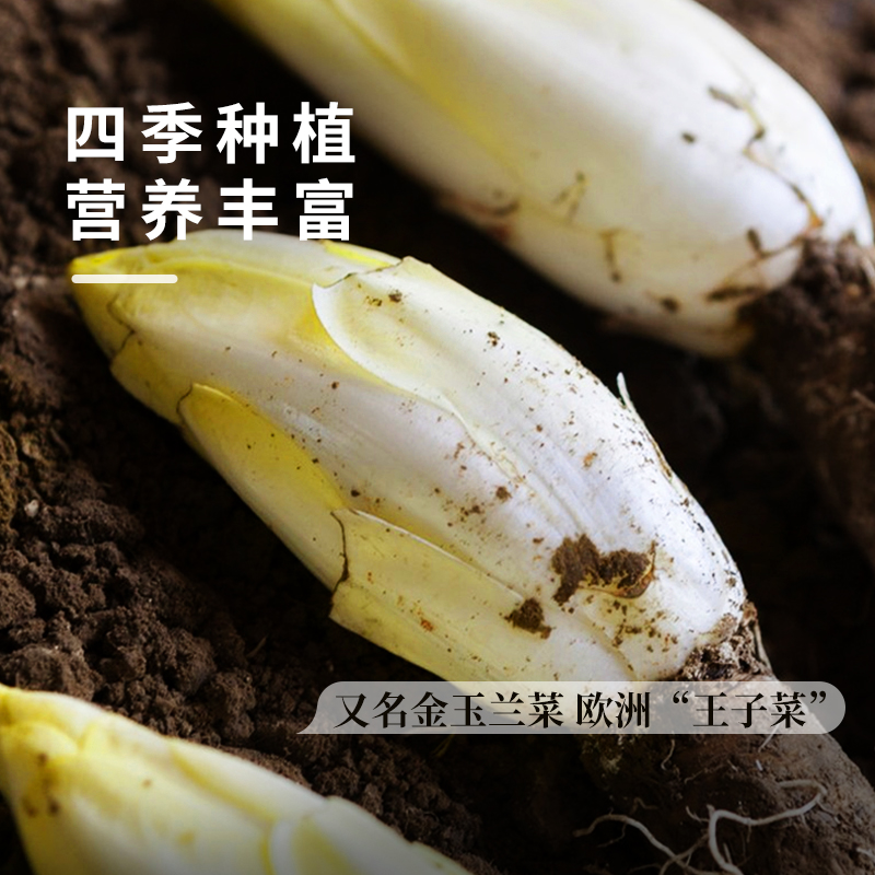 软化菊苣菜种子金玉兰菜种籽欧洲比利时四季播种高产白菜蔬菜种孑-图2