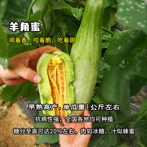 甜瓜种子大全冰糖子绿宝石甜瓜种籽绿宝羊角蜜酥日本甜宝香瓜种孑 - 图1