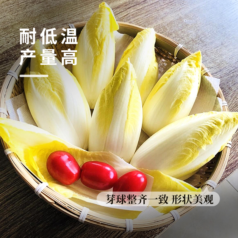 软化菊苣菜种子金玉兰菜种籽欧洲比利时四季播种高产白菜蔬菜种孑-图1