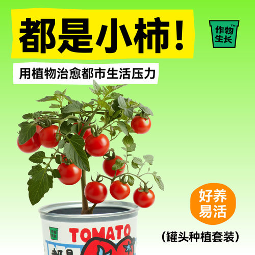 作物生长种植罐头2.0升级版盆栽套装桌面绿植物情绪价值创意礼物 - 图0