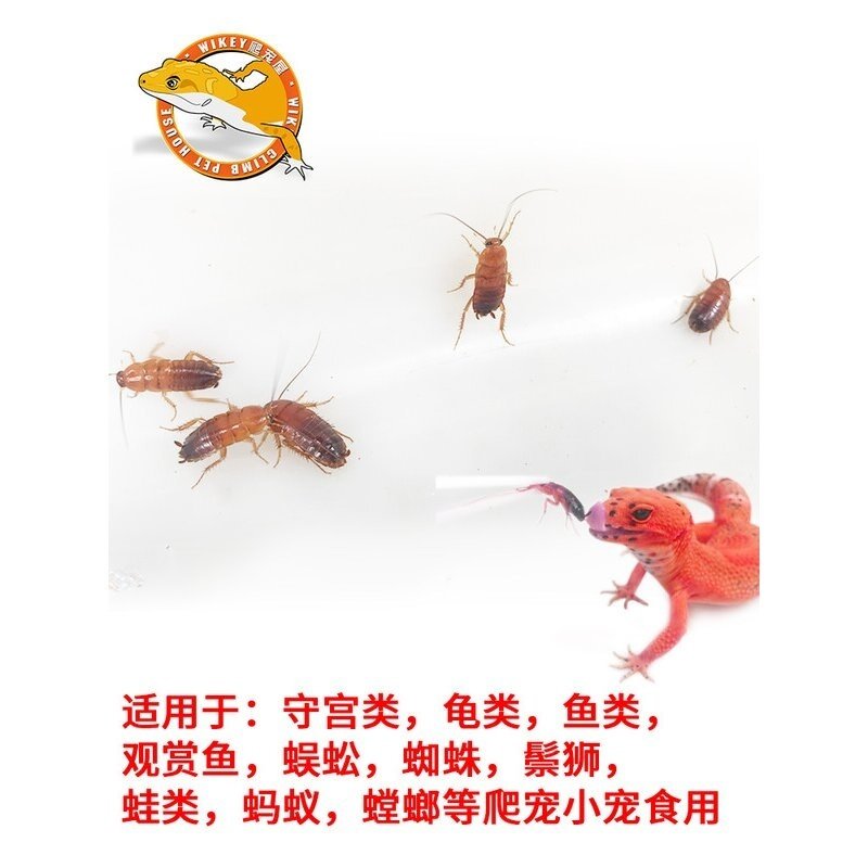樱桃蟑螂活体饲料樱桃红蟑螂幼体活虫爬宠爬虫鸣虫食物守宫金龙鱼,淘宝优惠券,粉丝福利购,淘宝优惠卷