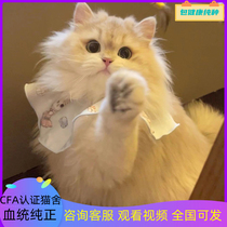 Pure breed long hair blue gold asymptotic young cat living caramel 12 color English long purple gold asymptotic race stage pet cat