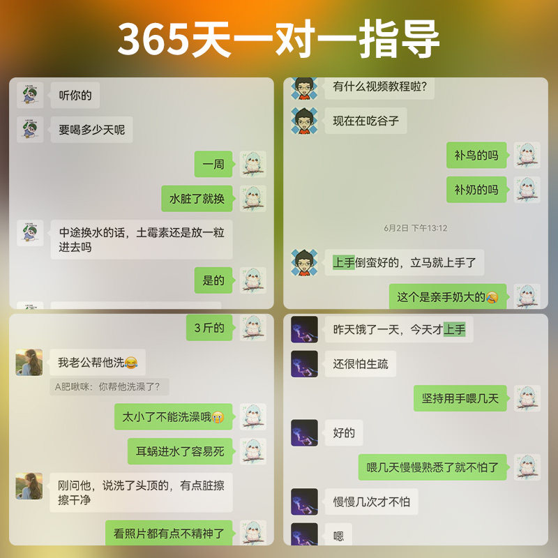 牡丹鹦鹉活鸟绿银金顶面类会说话的宠物鸟活物手养鹦鹉鸟一公一母,淘宝优惠券,粉丝福利购,淘宝优惠卷