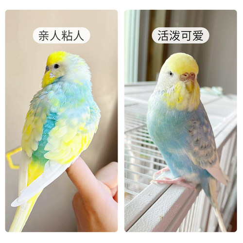虎皮鹦鹉活鸟大头金彩欧血雏鸟幼鸟手养亲人小太阳鹦鹉一公一母 - 图3