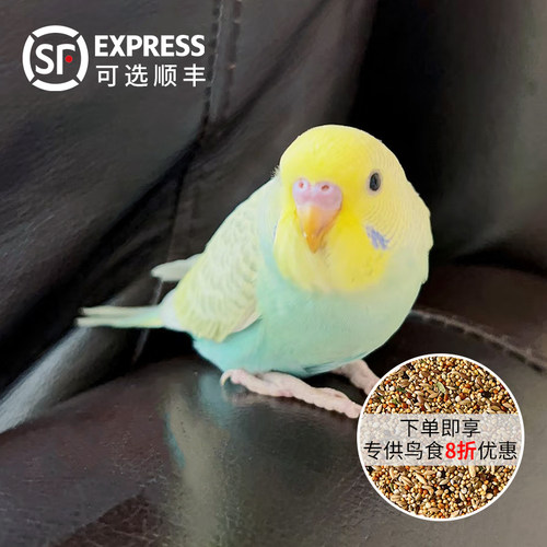 虎皮鹦鹉活鸟大头金彩欧血雏鸟幼鸟手养亲人小太阳鹦鹉一公一母 - 图1