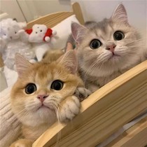 English Short Gold Asymptotic Young Cat Ancestry ny12 Pet Cat House Short Footed Cat Blue Gold Asymptotic Kitty Long Hair Small Cat Living Things