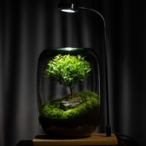 (Tree of Life) moss micro landscape pendulum pieces desktop eco-cylinder bonsai office eco-bottle plant potted plants