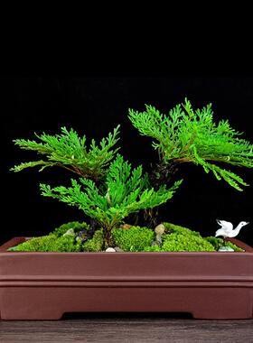 紫砂花盆大号腰圆长方形桌面绿植盆景盆文竹榕树摆件室内景观