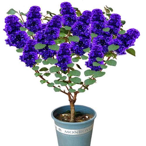 丁香花树苗盆栽盆栽别墅风景树浓香四季花卉耐寒植物欧洲丁香花苗 - 图3