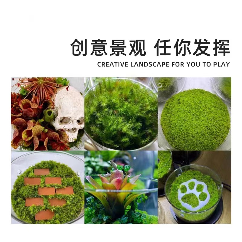 苔藓微景观桌面生态瓶办公桌摆件玻璃花房免打理diy容器露集杯