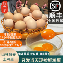 Native Pheasant Eggs in rural mountain forests Loose Worm Grass Fresh Firewood Eggs Farmyard Bulky Eggs 60 Whole Boxes 10 Kilos