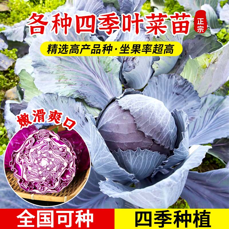 耐热紫甘蓝苗秧苗卷心紫包菜苗平头牛心羽衣孢子甘蓝种子秋冬菜苗,淘宝优惠券,粉丝福利购,淘宝优惠卷