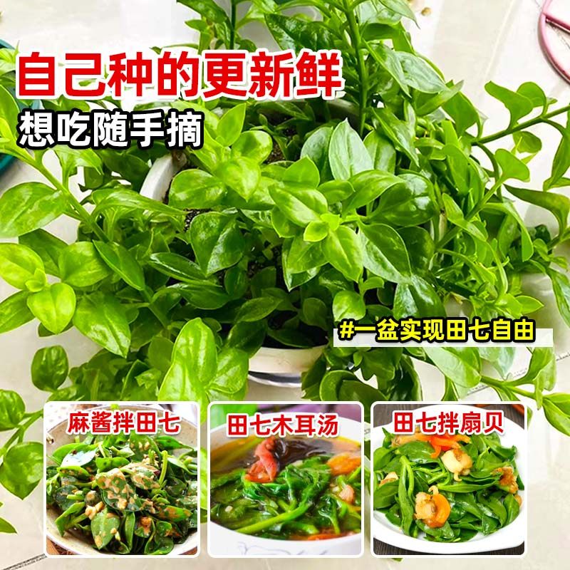 可食用田七苗秧苗种植苗中药材苗盆栽秋冬蔬菜苗养生保健菜易种,淘宝优惠券,粉丝福利购,淘宝优惠卷
