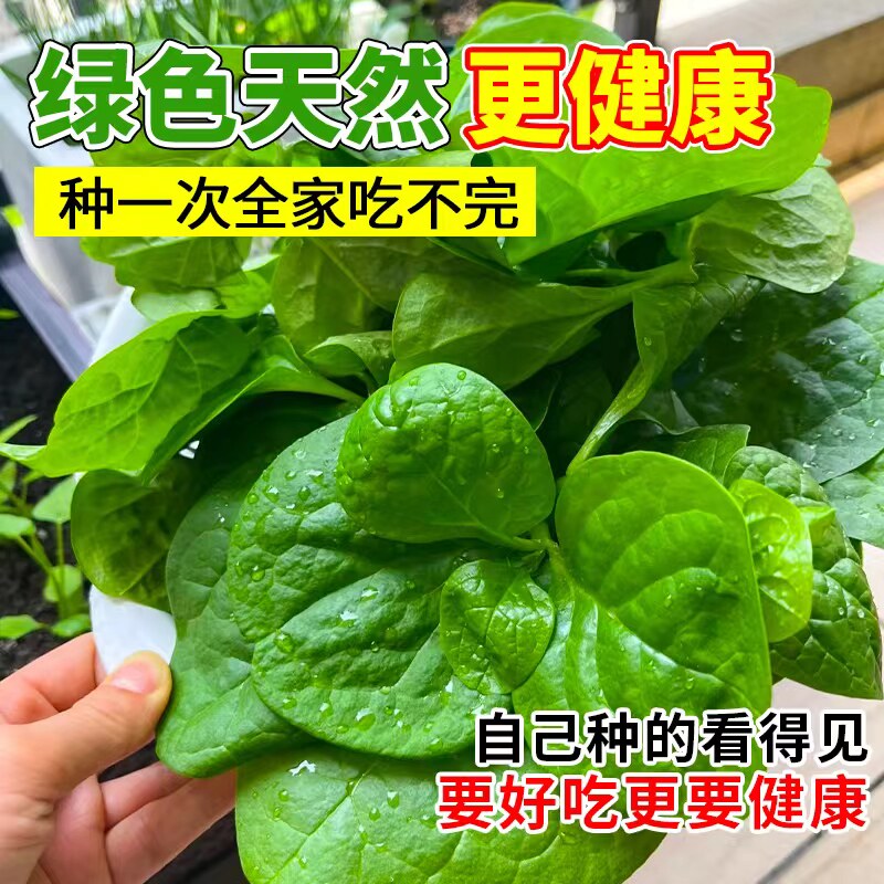 四季菜苗老品种爬藤大叶木耳菜苗秧苗小叶木耳菜种秋季蔬菜苗带土,淘宝优惠券,粉丝福利购,淘宝优惠卷