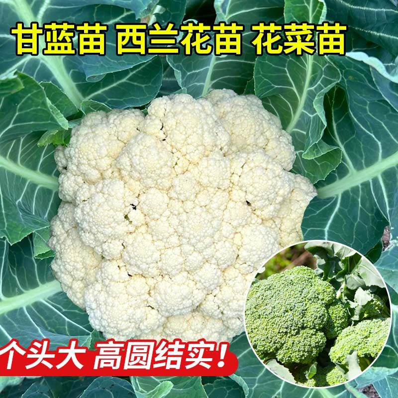 耐热紫甘蓝苗秧苗卷心紫包菜苗平头牛心羽衣孢子甘蓝种子秋冬菜苗,淘宝优惠券,粉丝福利购,淘宝优惠卷