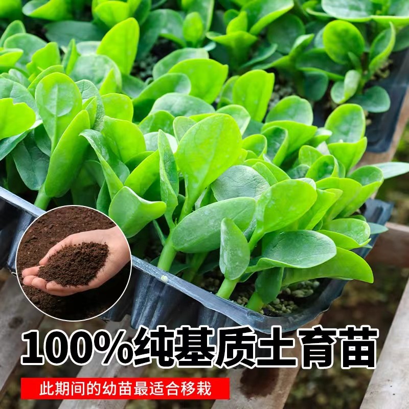 四季菜苗老品种爬藤大叶木耳菜苗秧苗小叶木耳菜种秋季蔬菜苗带土,淘宝优惠券,粉丝福利购,淘宝优惠卷
