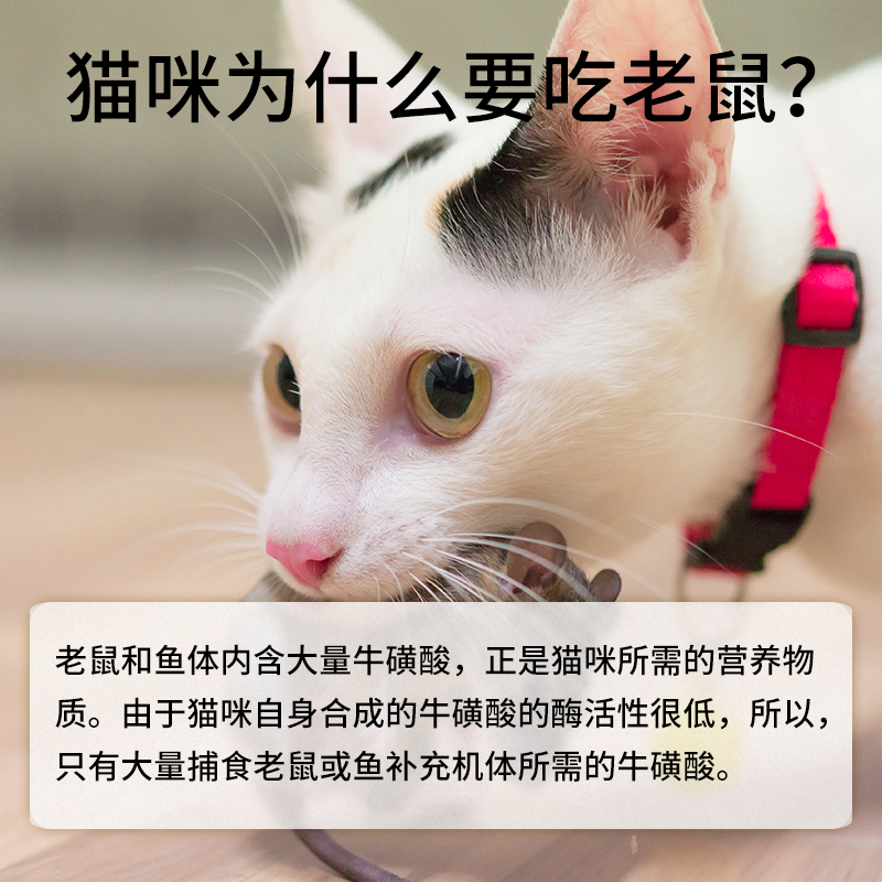 vetwish唯特适幼猫成猫咪牛磺酸冻干片猫用母猫怀孕视力心脏保健 - 图0