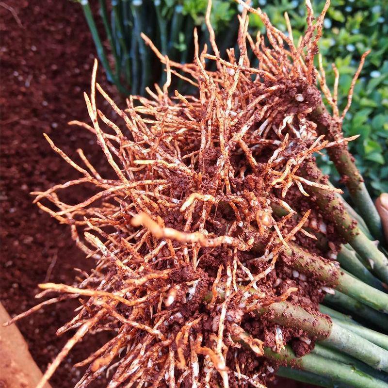 新疆包邮无刺蔷薇花苗爬藤月季四季开花藤本花卉阳台盆栽大花易活