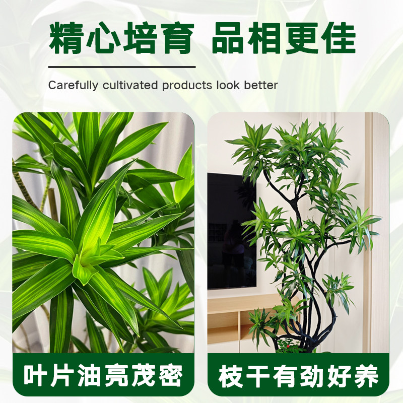 老桩造型百合竹客厅大型绿植室内花卉绿植真花四季常青盆栽盆景,淘宝优惠券,粉丝福利购,淘宝优惠卷