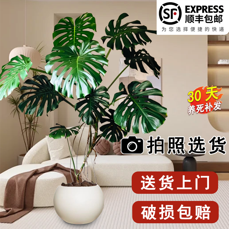 龟背竹客厅大盆栽室内客厅大叶老桩植物办公室乔迁大型绿植落地 - 图0