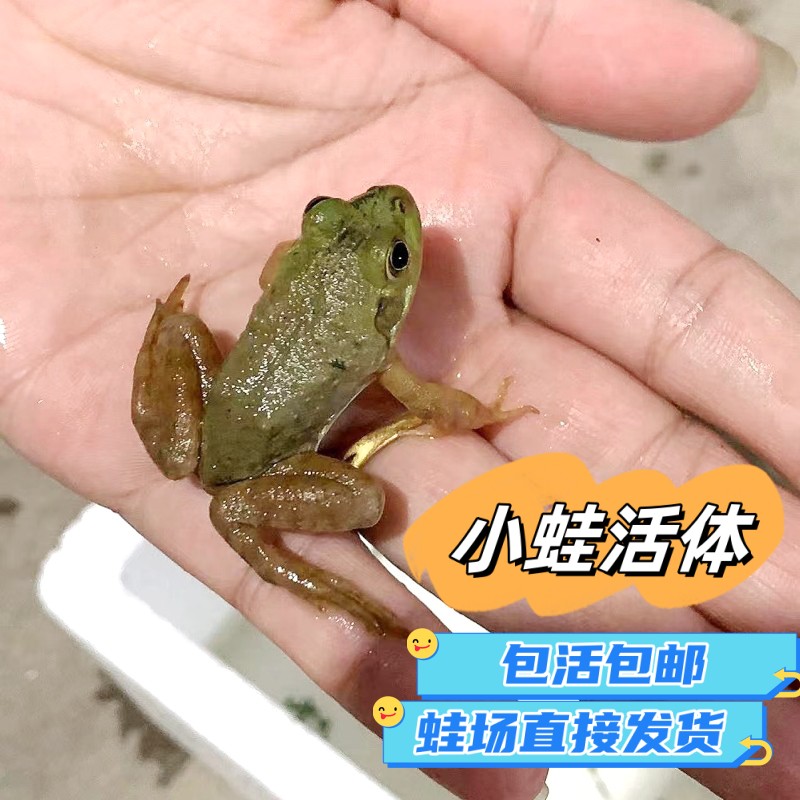 牛蛙蛙苗小蛙蝌蚪苗养殖牛蛙苗水族宠物活体幼蛙包邮厂家直销-图1