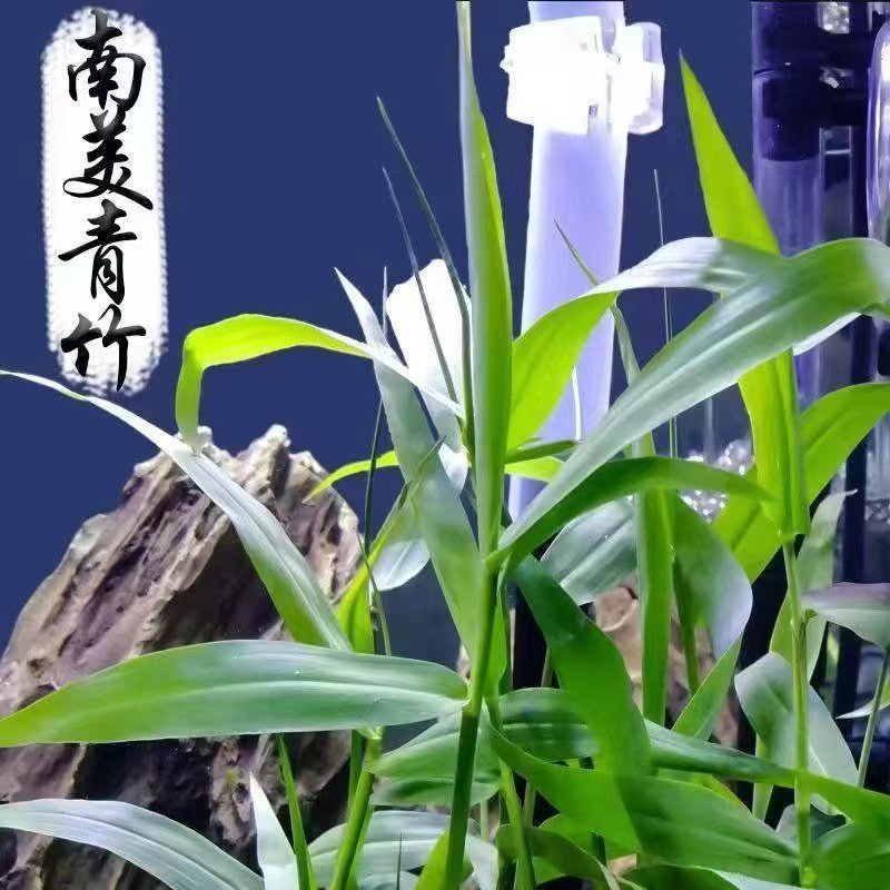 南美青竹水草坨草鱼缸净化水质新手养阴性水族箱鱼缸造景后景布景,淘宝优惠券,粉丝福利购,淘宝优惠卷