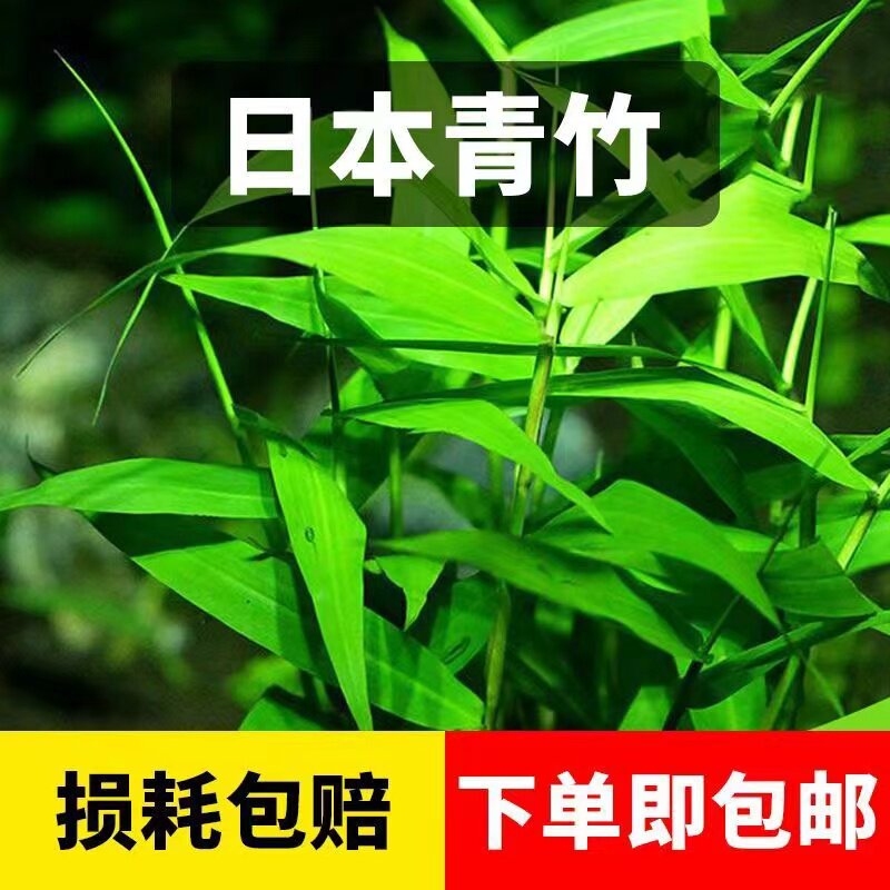 南美青竹水草坨草鱼缸净化水质新手养阴性水族箱鱼缸造景后景布景,淘宝优惠券,粉丝福利购,淘宝优惠卷